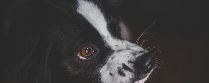 Photo by Mykhailo Petrenko: https://www.pexels.com/photo/close-up-portrait-of-a-border-collie-dog-32635803/